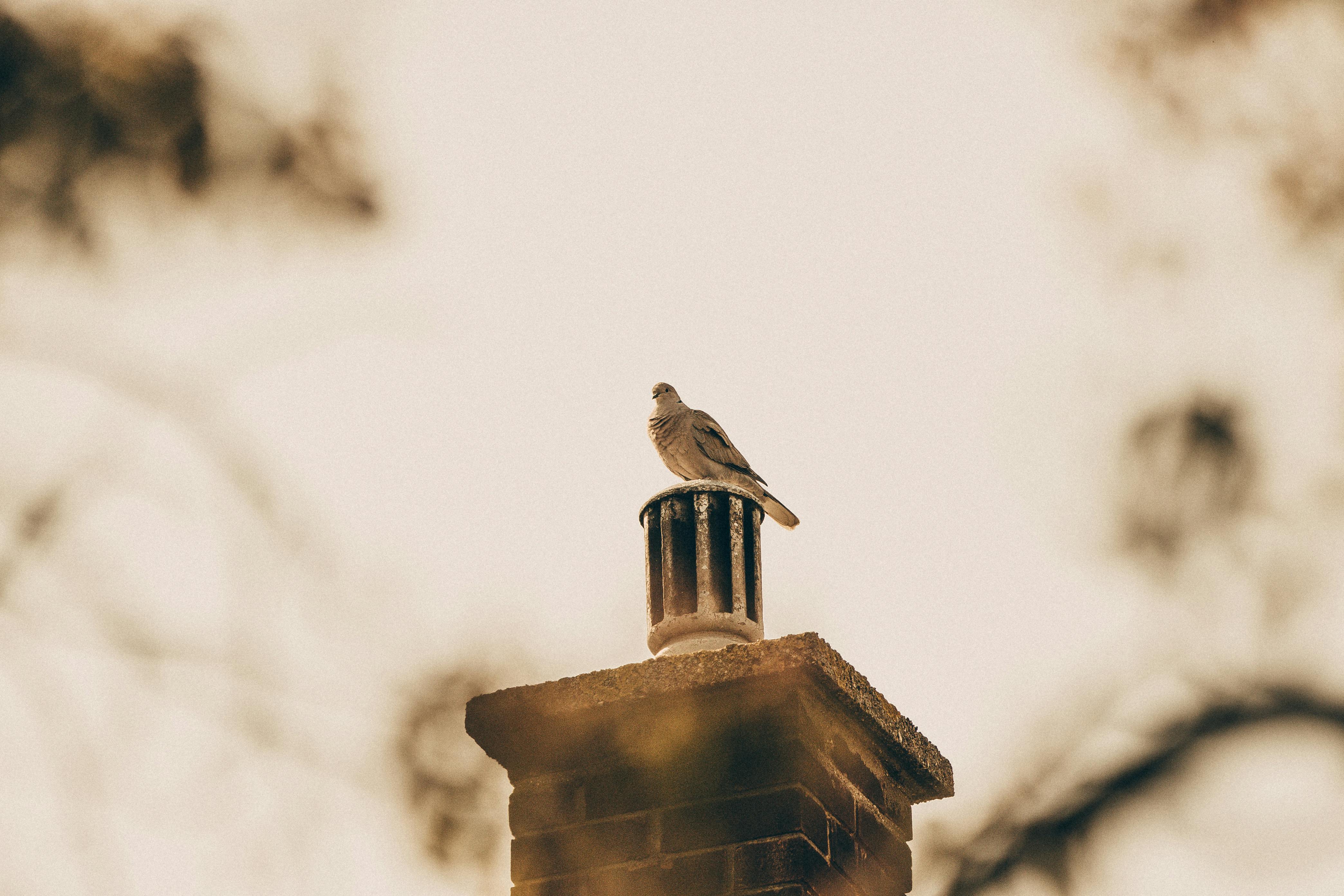 Professional Chimney Cap Installation Services in Aberdeen, MD Expert Chimney Cap Installation in Aberdeen, Maryland